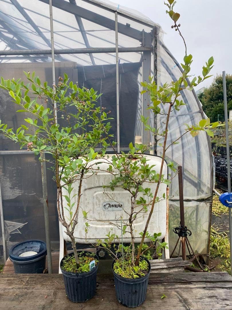 ブルーベリー苗レガシー50 本セット② ブルーベリー苗 45本セット ブルーベリー苗レガシー50 本セット② ブルーベリー苗 45本セット